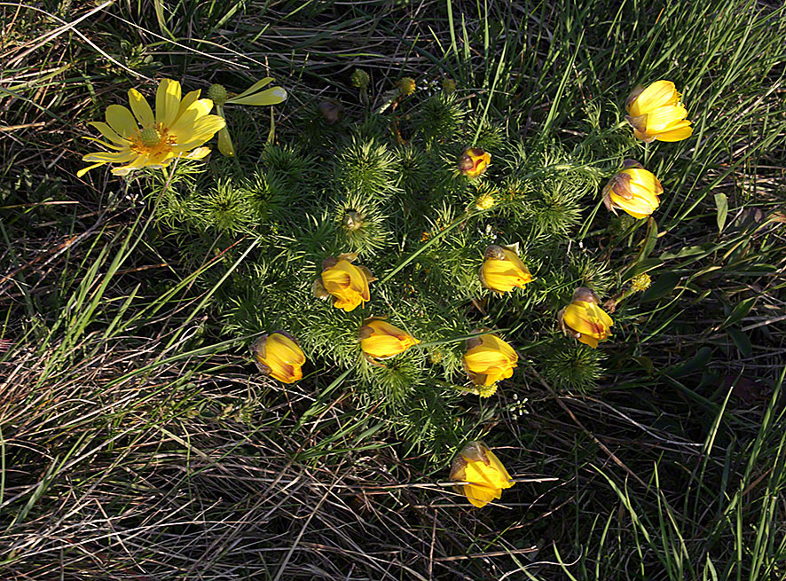 Adonis vernalis