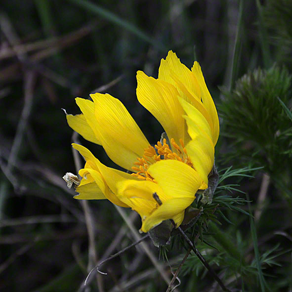 Adonis vernalis