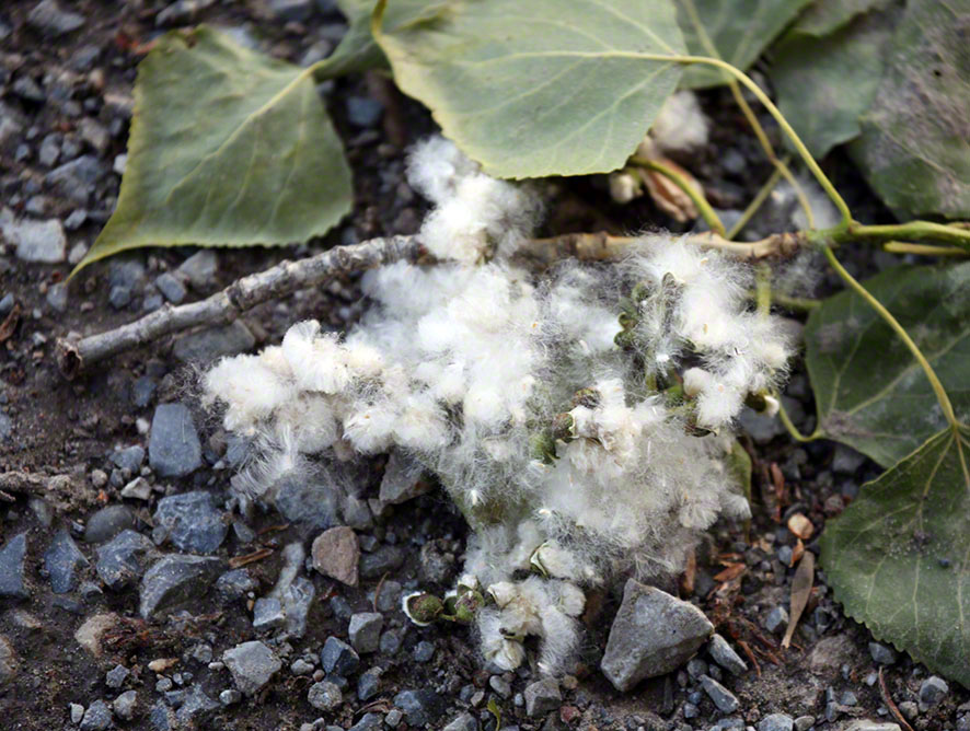 Pappelsamen der Schwarzpappel (Populus nigra)