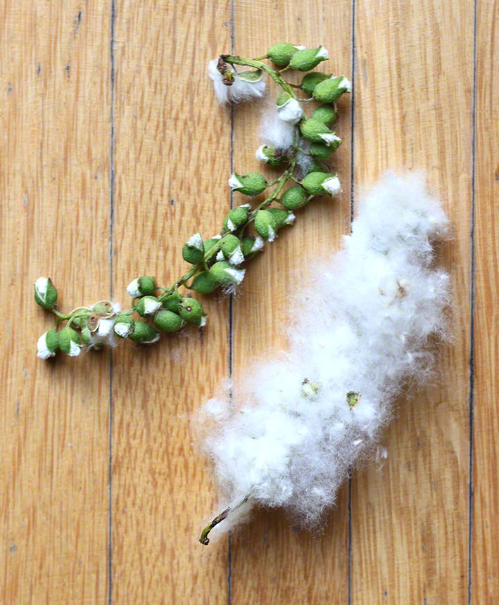 Pappelsamen der Schwarzpappel (Populus nigra)