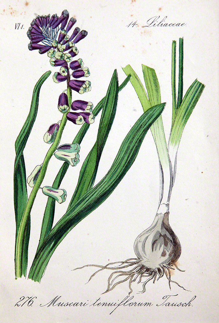 Muscari tenuiflorum