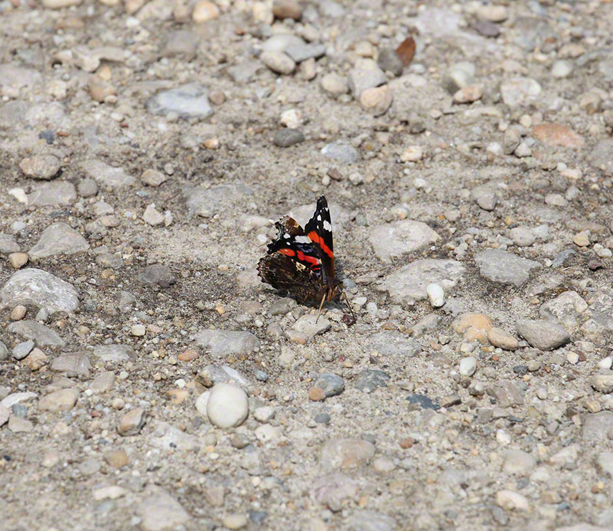 Vanessa Atalanta - Admiral
