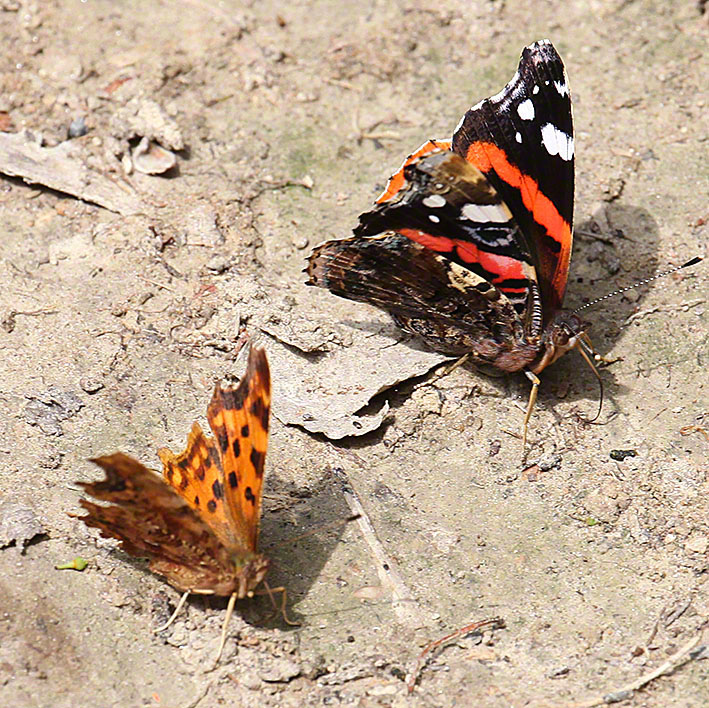 Vanessa Atalanta - Admiral
