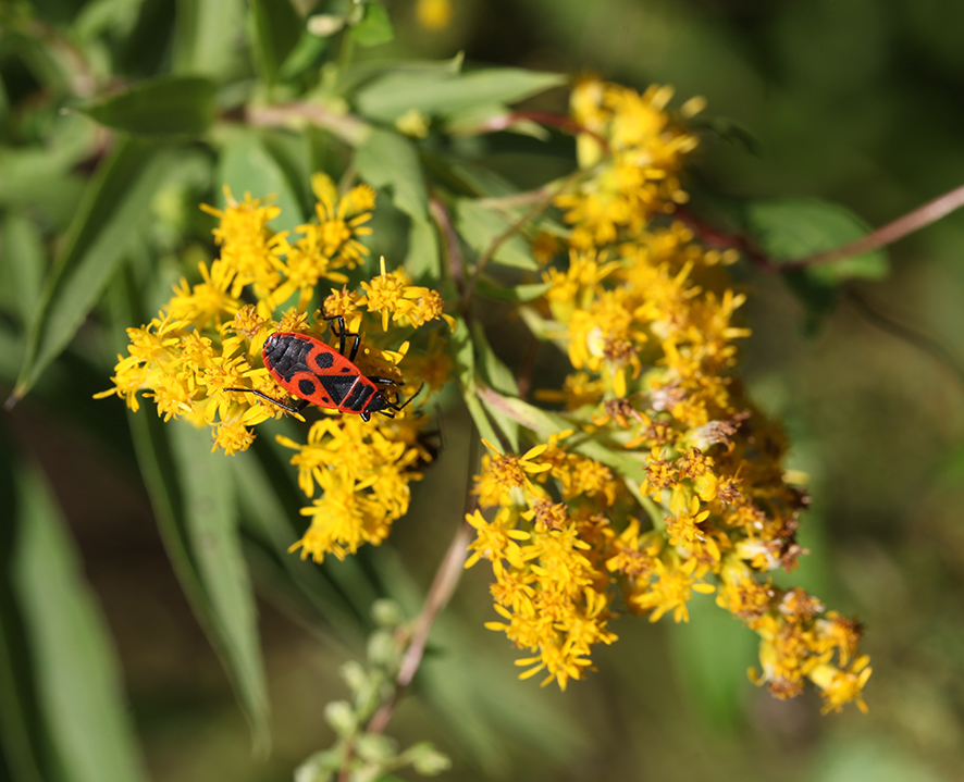 Feuerwanze