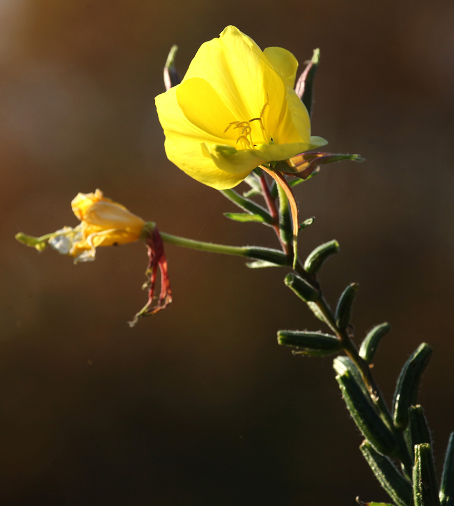 Nachtkerze - Oenothera