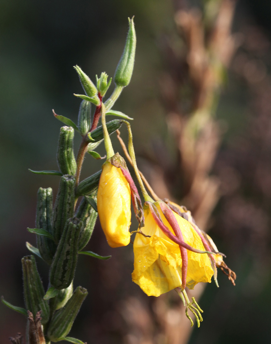 Nachtkerze - Oenothera
