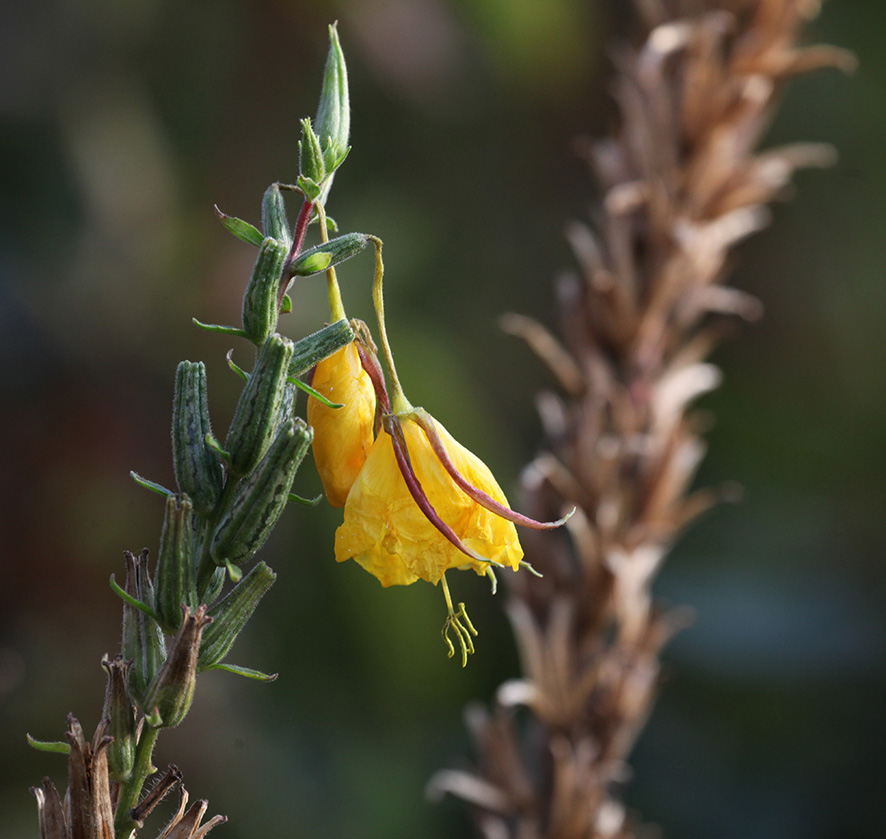 Nachtkerze - Oenothera