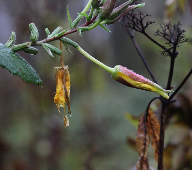 Nachtkerze - oenothera