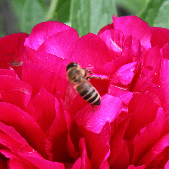 Sieveringer Garten Mai 2020
