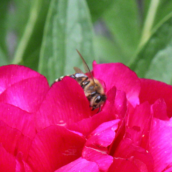 Sieveringer Garten Mai 2020