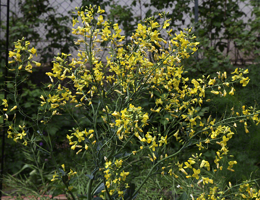 Sieveringer Garten Mai 2020