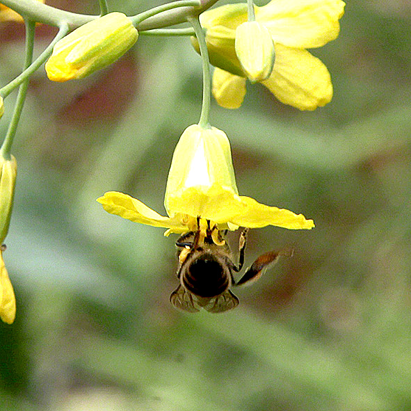 Sieveringer Garten Mai 2020