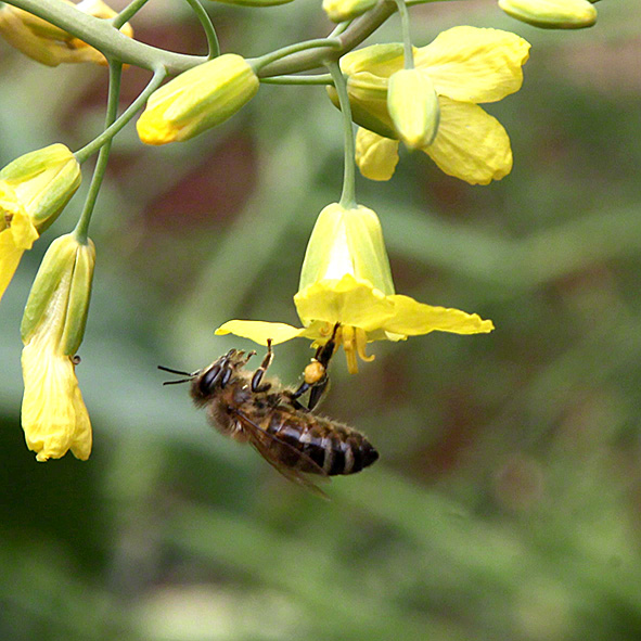 Sieveringer Garten Mai 2020