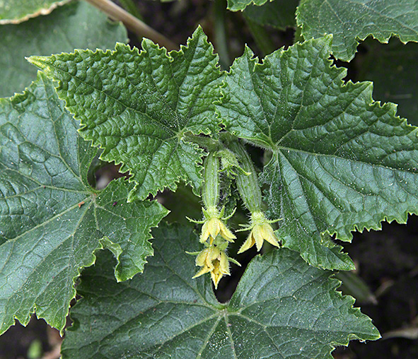 Sieveringer Garten Mai 2020