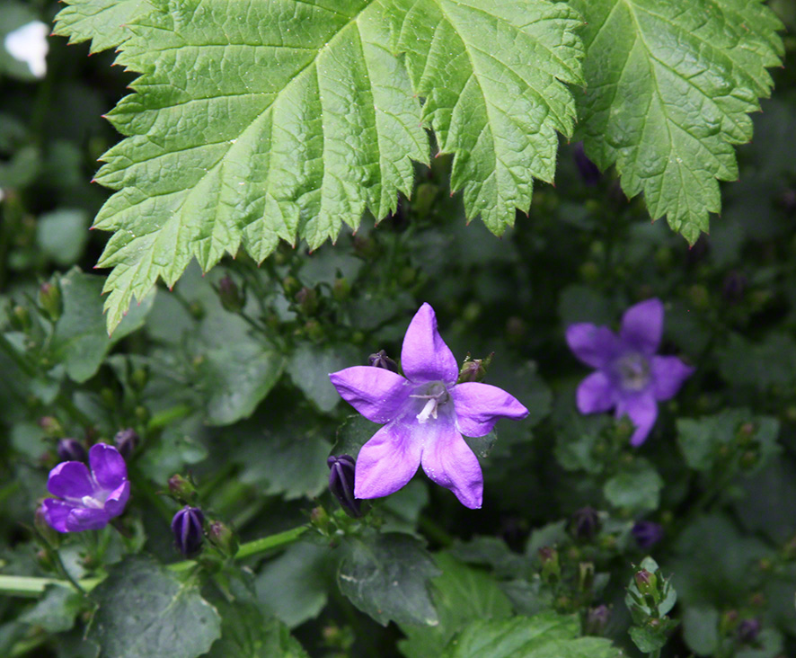 Sieveringer Garten Mai 2020