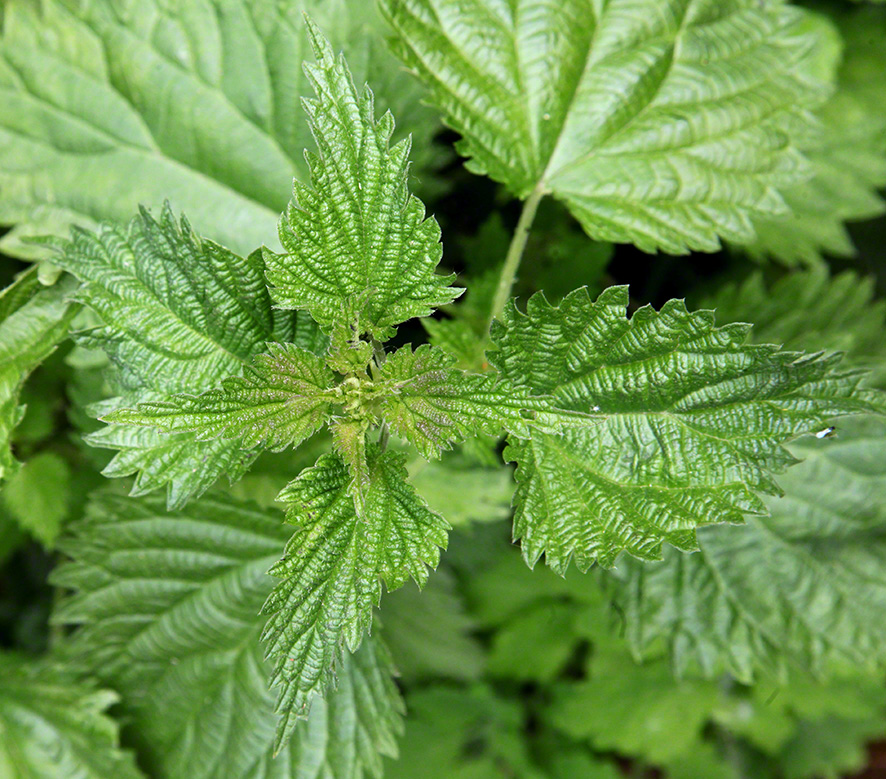Sieveringer Garten Mai 2020
