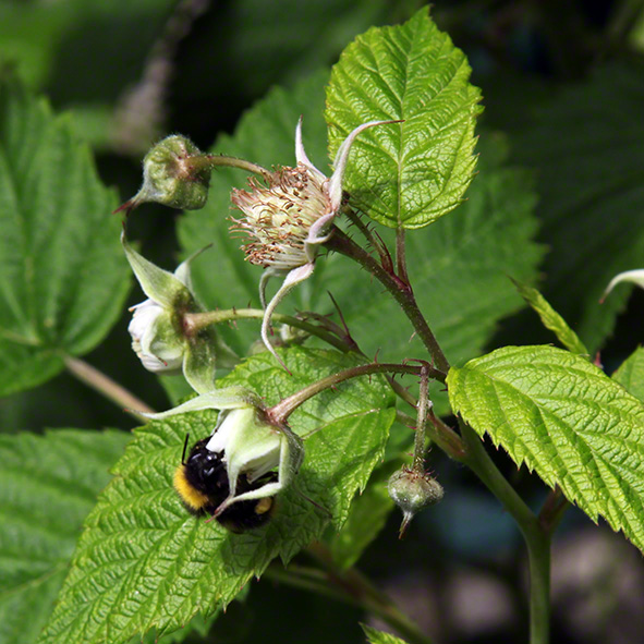 Sieveringer Garten Mai 2020