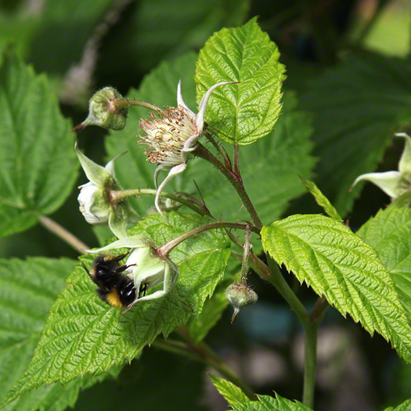 Sieveringer Garten Mai 2020