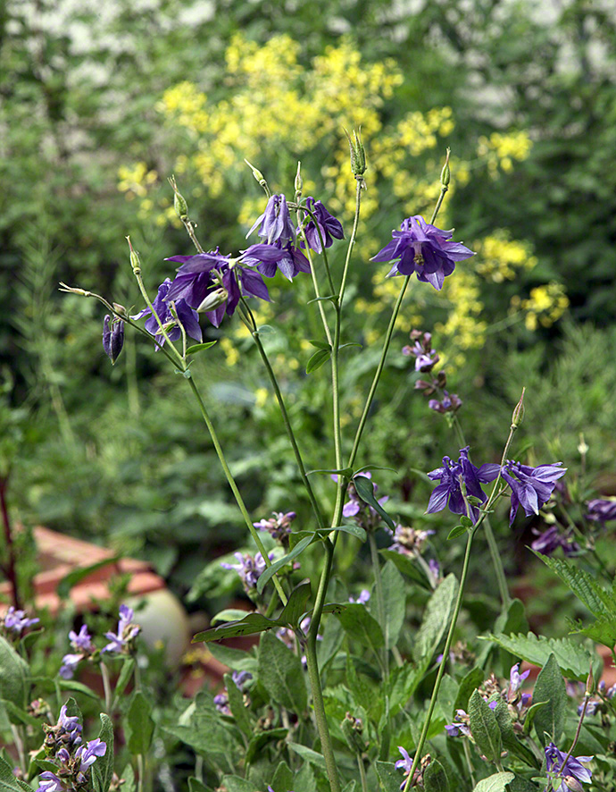 Sieveringer Garten Mai 2020