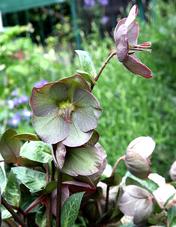 Sieveringer Garten Mai 2020