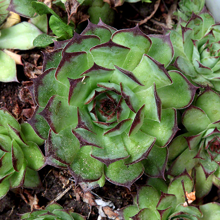 Sieveringer Garten Mai 2020