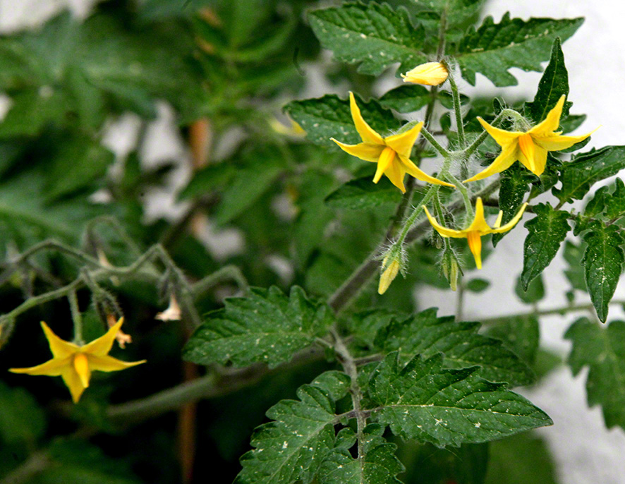 Sieveringer Garten Mai 2020