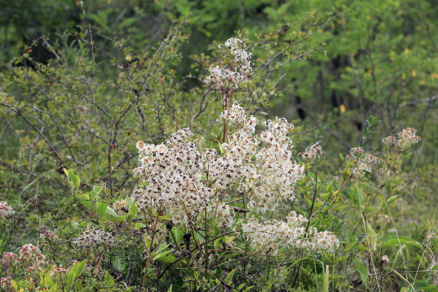 Aufrechte Waldrebe, fruchtend