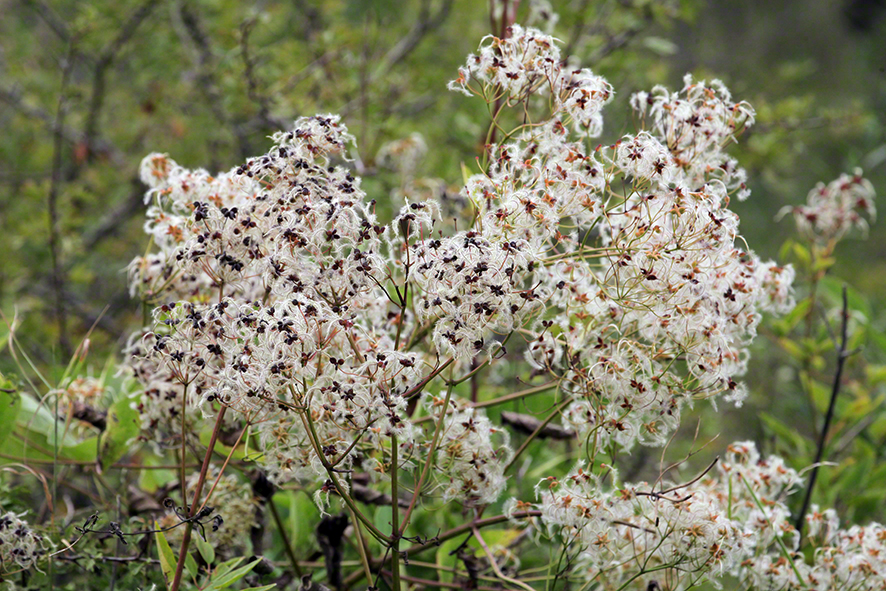 Aufrechte Waldrebe, fruchtend