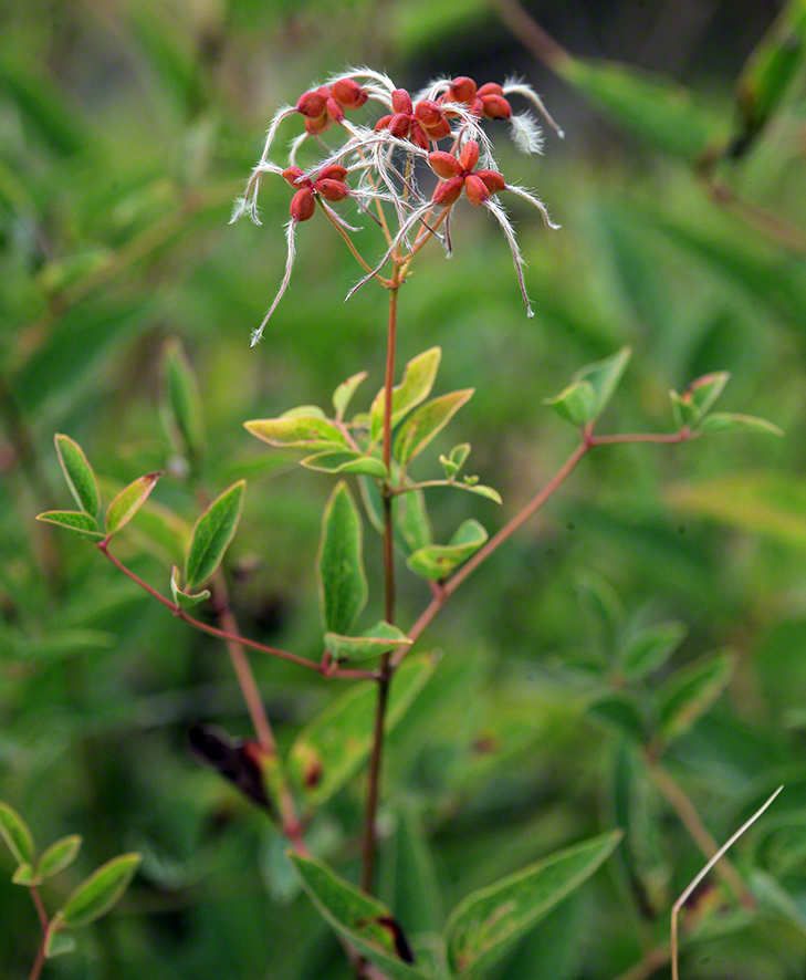 Aufrechte Waldrebe, fruchtend
