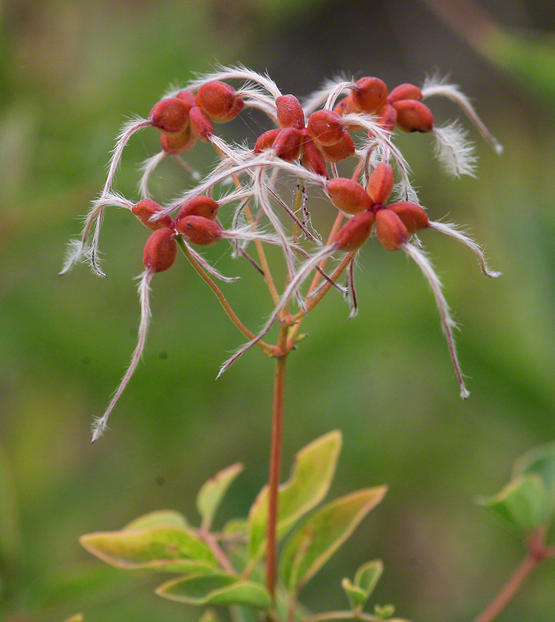 Aufrechte Waldrebe, fruchtend