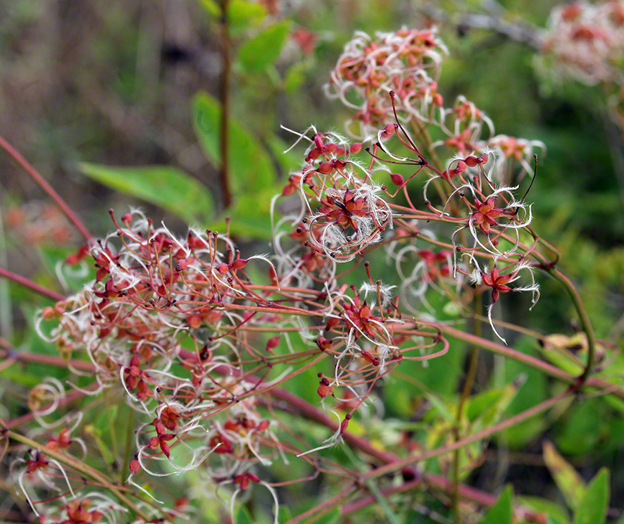 Aufrechte Waldrebe, fruchtend