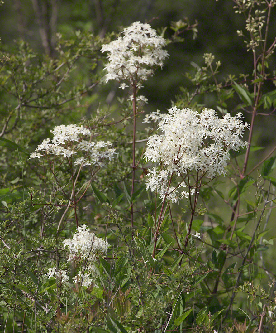 Aufrechte Waldrebe, blühend