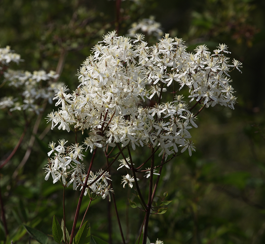 Aufrechte Waldrebe, blühend