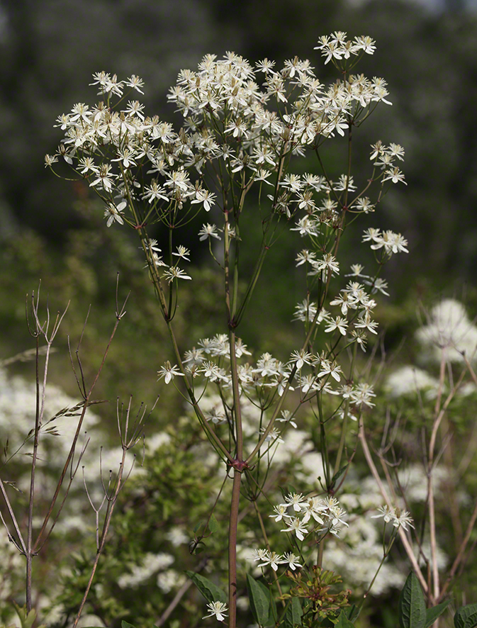 Aufrechte Waldrebe, blühend