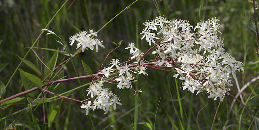 Aufrechte Waldrebe, blühend