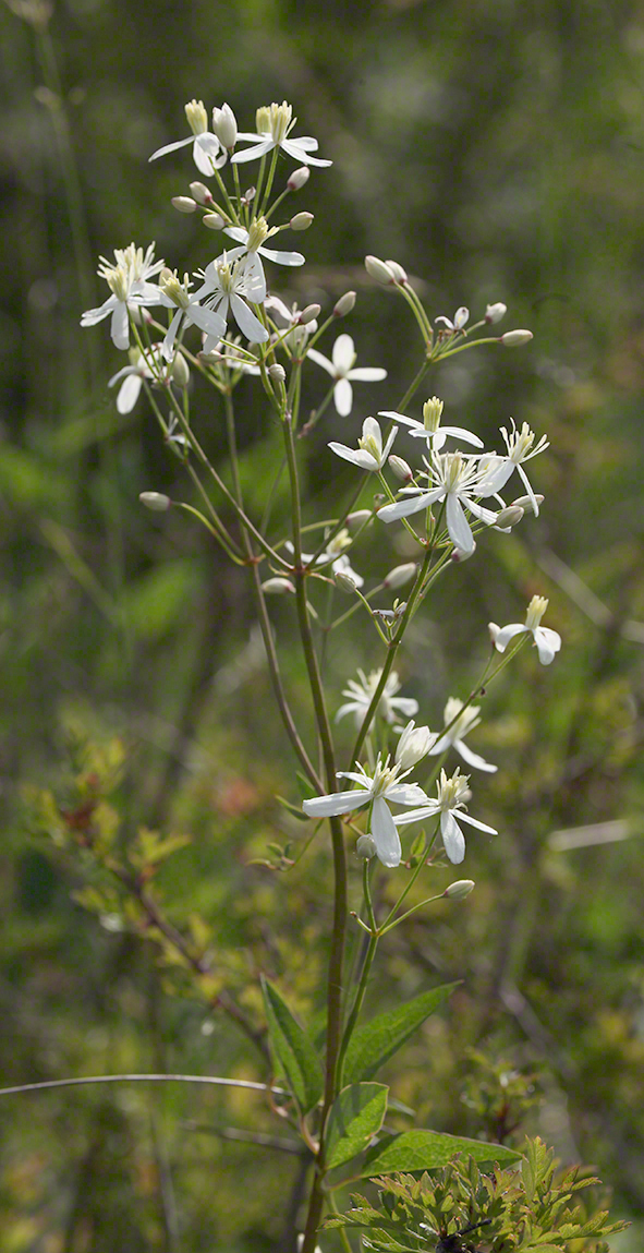 Aufrechte Waldrebe, blühend