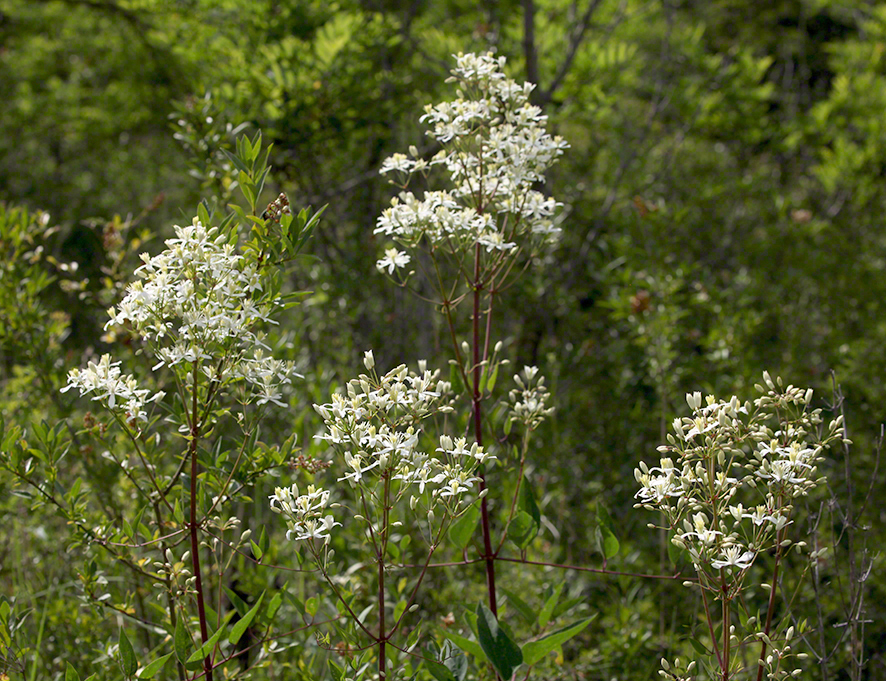 Aufrechte Waldrebe, blühend