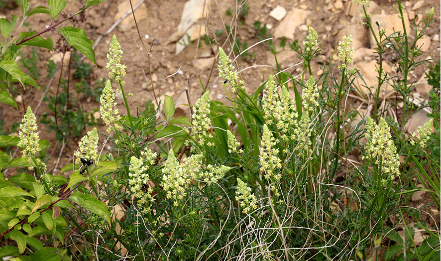 Reseda mit Insekten