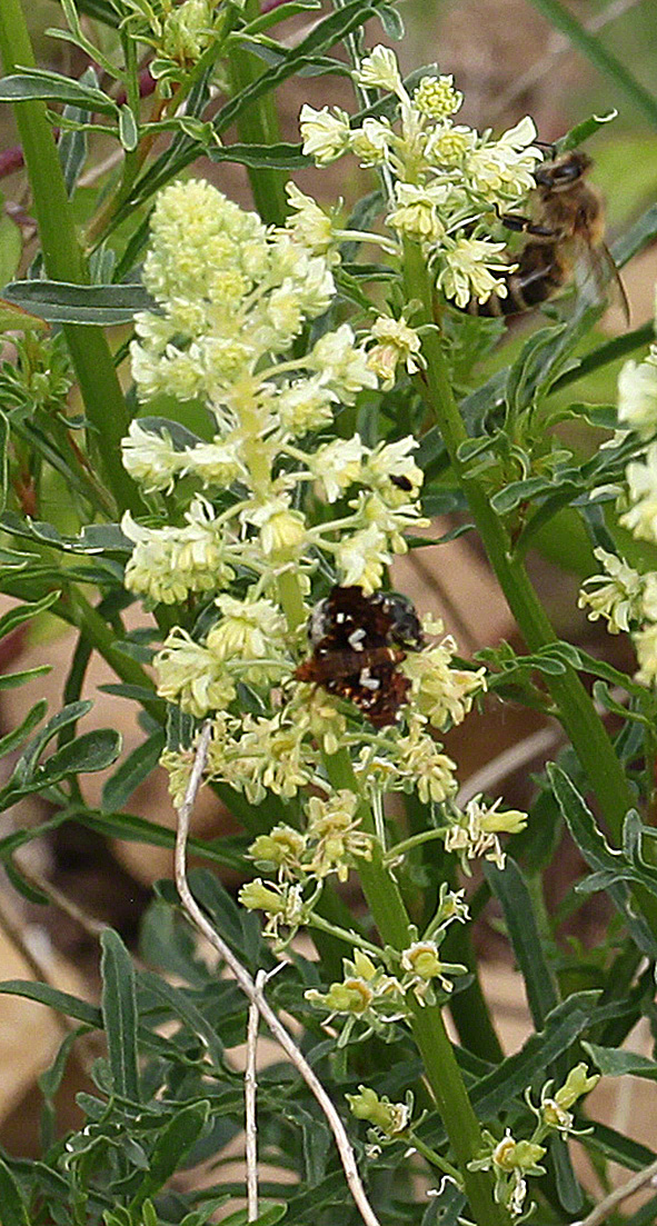 Fensterfleckchen - Thyris fenestrella