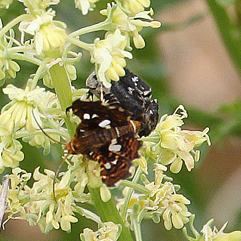 Fensterfleckchen - Thyris fenestrella