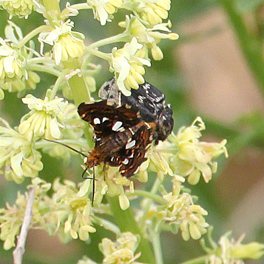 Fensterfleckchen - Thyris fenestrella