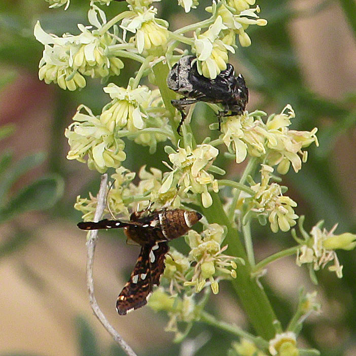 Fensterfleckchen - Thyris fenestrella