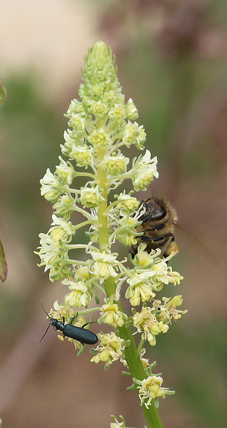Reseda Insekten