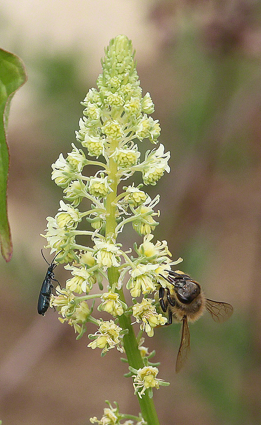 Reseda Insekten
