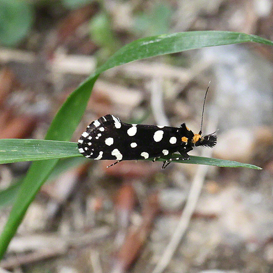 Anthrazitmotte - Euplocamus anthracinalis