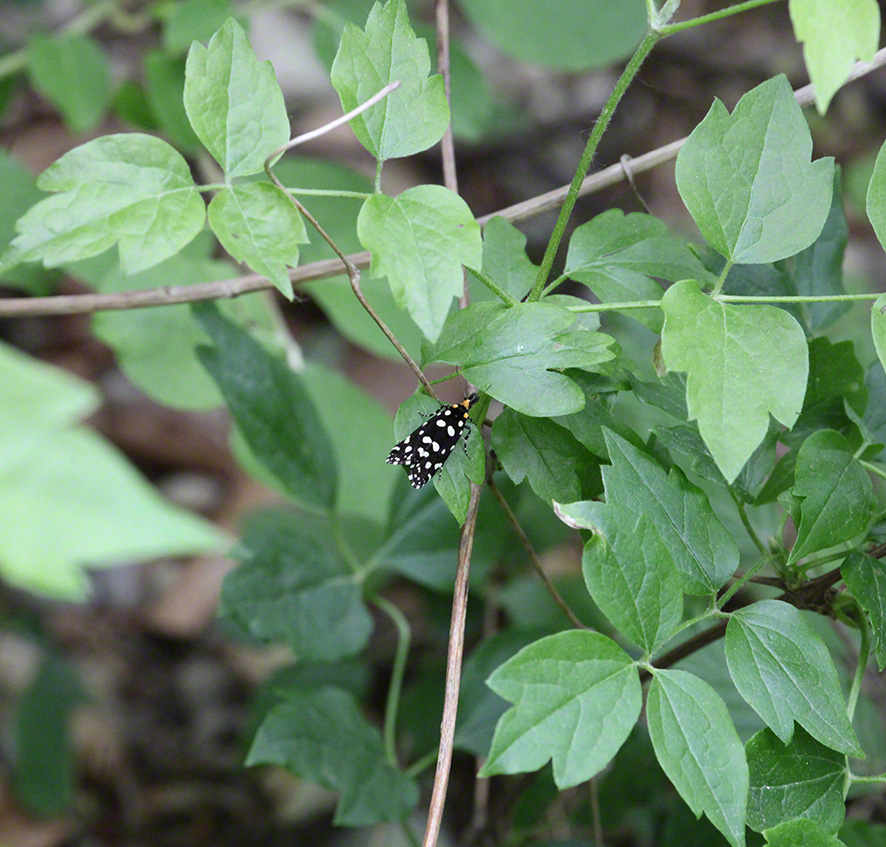 Anthrazitmotte - Euplocamus anthracinalis
