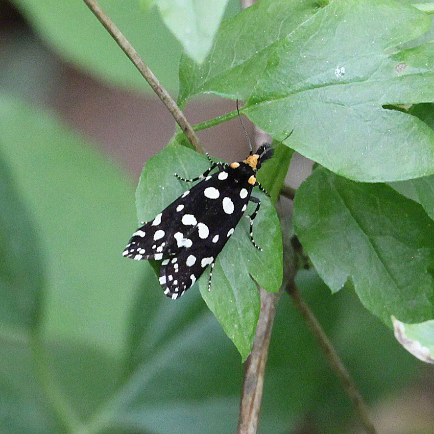 Anthrazitmotte - Euplocamus anthracinalis