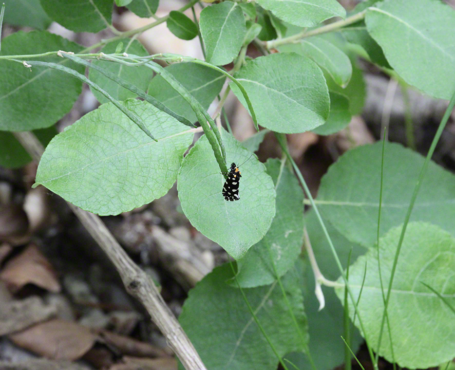 Anthrazitmotte - Euplocamus anthracinalis