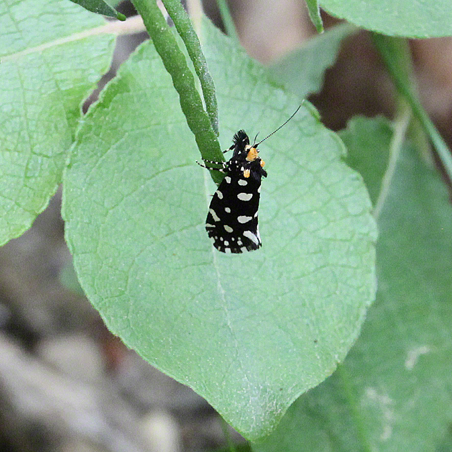 Anthrazitmotte - Euplocamus anthracinalis