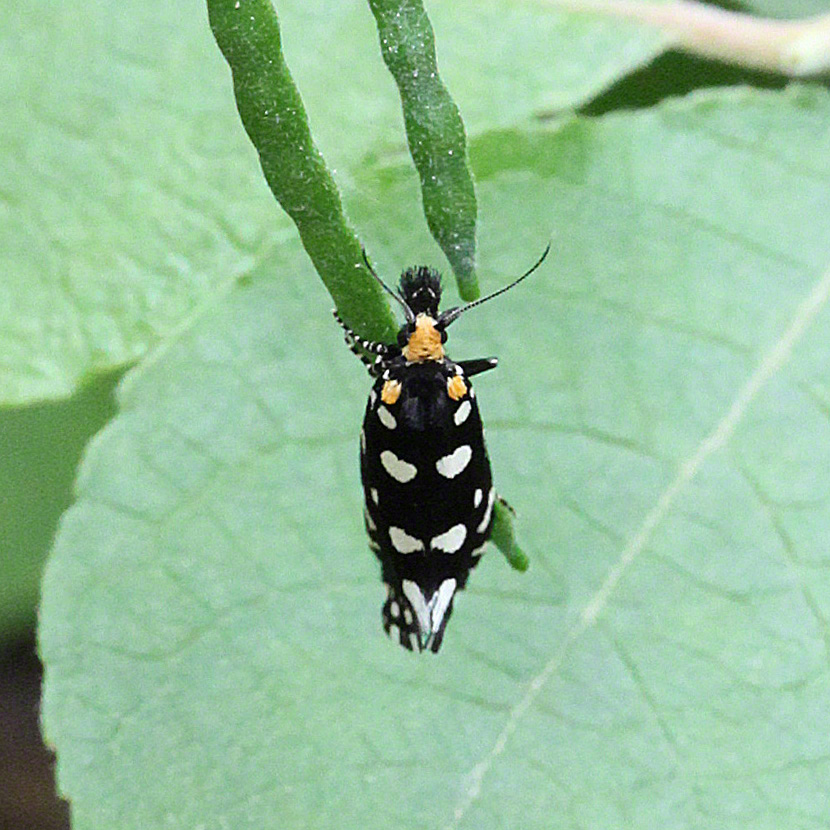 Anthrazitmotte - Euplocamus anthracinalis